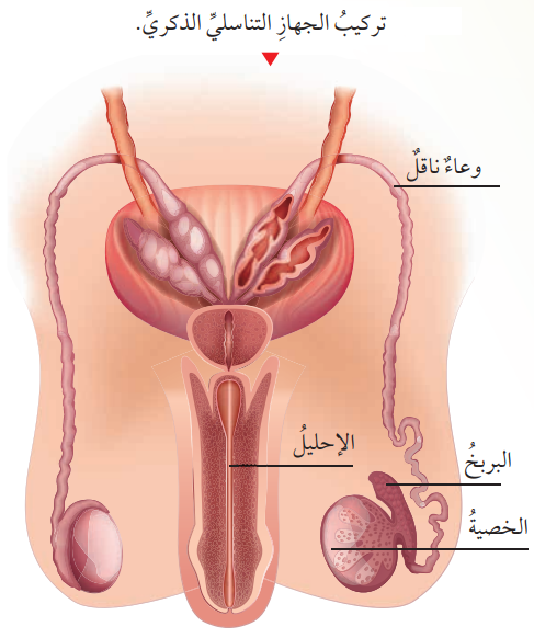 الجهاز التناسلي الذكري